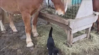 Belgium Horse Attacks Cat.  Bites tail.
