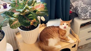 MAINE COONS AND MY PLANTS / Meeting the rats