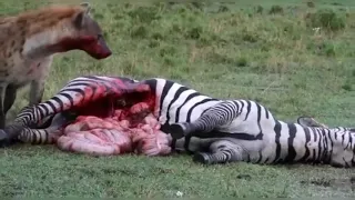 Hyena eating zebra alive ||Hyena and zebra fight||Tiger vs Lion #lion #hyena