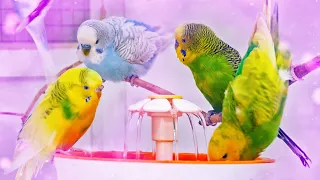 Budgies Singing for Lonely Budgies while taking a Bath