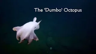 Rare 'Dumbo' octopus seen in California deep-sea dive