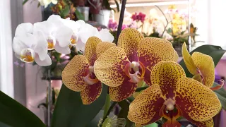 У орхидей РОСЛИ цветоносы, а я их ПЕРЕСАЖИВАЛА./ Небольшой ЛАЙФХАК.
