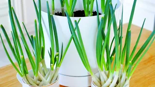2 Ways to Quickly Regrow Scallions! Soil VS Water!