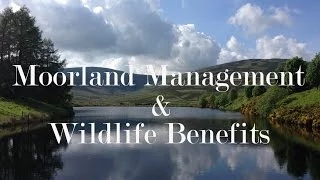 Moorland Management - what it is and how does it benefit wildlife in Scotland?