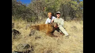 Northern California Bear Hunt Insane Cinnamon Phase Bear Killshot!