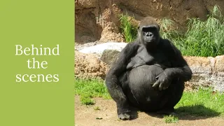 The life of Gorillas: A look at Zoo habitat