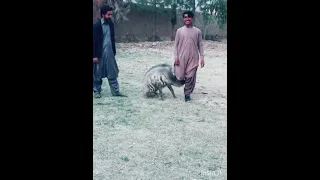 Striped Hyena in Pakistan