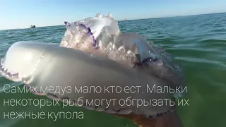 Кишечнополостные Черного моря: корнерот, аурелия и гребневик Берое
