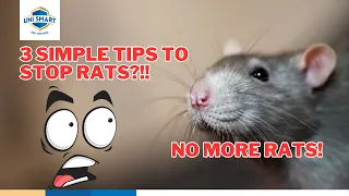 No More Rats?! 3 Easy Rat Control Tips