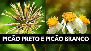 DIFERENÇA ENTRE PICÃO PRETO E PICÃO BRANCO: A PLANTA QUE É UMA FARMÁCIA NATURAL!   #008