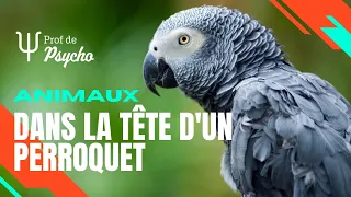ANIMAUX | Pourquoi les perroquets sont si intelligents?