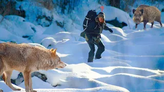 Что нельзя делать при встрече с Волком и Диким Кабаном !!!