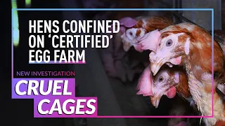 INVESTIGATION: Baby Chicks Cruelly Caged on British Egg Farm