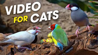 Cat's Dreamland: 1 Hour of Mesmerizing Bird Watching to Delight Your Kitty - Video For Cats