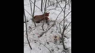 Как лису поймать в капкан?