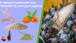 5 natural treatments and remedies to cure your pigeons - 🇬🇧  ENGLISH VERSION 🇺🇸