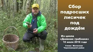 Сбор подросших лисичек под дождём. Дневник грибника 10  июля 2019 года.