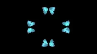 Butterfly Hologram Video HD