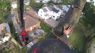 Taking Down a Storm Damaged Oak Tree