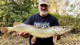 A couple of pike caught from the river Stour