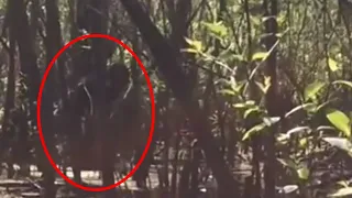 Top 5 Scary Bigfoot Encounters Caught on Camera