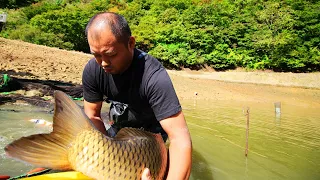 Giant koi fish | Amazing jumbo koi carp | Tancho Showa mudpond harvest