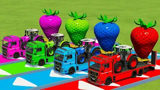 LOAD & TRANSPORT STRAWBERRIES and CLAAS TRACTORS with MAN TRUCKS CHALLENGE - Farming Simulator 22