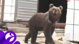 В Пангодах медведь забрёл во двор жилого дома