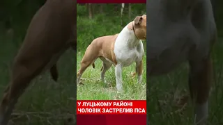 У Луцькому районі чоловік застрелив пса #війна #новиниукраїни #зсу