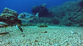 Sea bream eats crab - HOOK CAM