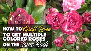 How to Graft Rose to Get Multiple Colored Roses  on a single plant - Grafting for multicolored roses