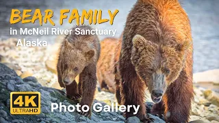 [Bear Family in Alaska] Photo Gallery: McNeil River Sanctuary near Katmai National Park, Fox Family