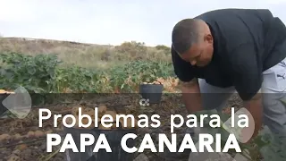 Miles de kilos de papa canaria podrían acabar en la basura