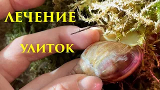 БОЛЕЗНИ УЛИТОК И ИХ ЛЕЧЕНИЕ