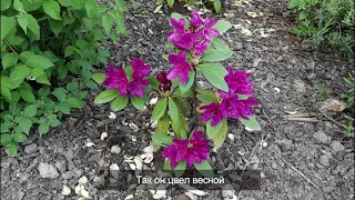 Как правильно пересаживать рододендроны