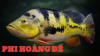 Cá hoàng bảo yến - loài cá săn mồi bậc nhất