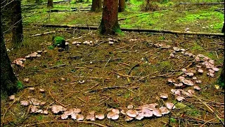 Нашёл в лесу ведьмин круг, набрал много грибов и вкусно приготовил! Тихая охота в ноябре, грибы 2022