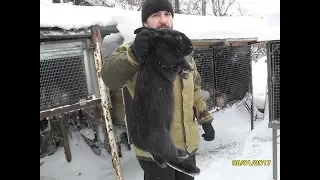 Можно ли кормить кроликов пшеницей (растения полезные и ядовитые для кроликов).