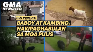 Hot pursuit! Baboy at kambing, nakipaghabulan sa mga pulis | GMA News Feed