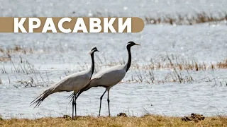 Журавли красавки