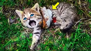 Man Sees Terrified Cat Screaming At The Top Of His Lungs. Looking Closer, He Immediately Turns Pale!