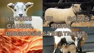 #Scours/Diarrhea in Kid,lamb or calves(Causes, Diagnosis, Treatment & Prevention)@Dr. Abid Sargani