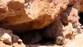 Hyrax Song