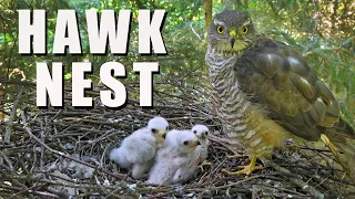 HAWK NEST Wild Bird Live Camera Highlights