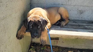 They Grow Up So Fast | 10 weeks - 14 weeksCompilation video of Boerboel Puppy |