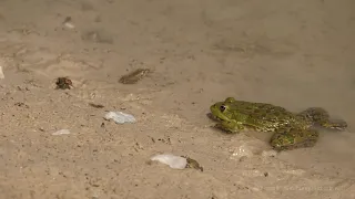 Frosch beim Jagen / Frog hunting