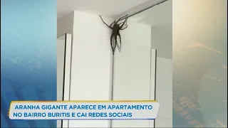 Aranha gigante aparece em apartamento de bairro nobre de BH