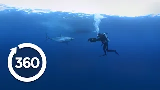 Mako Madness | Shark Week (360 Video)