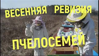 Весенняя ревизия(осмотр) пчелосемей.