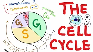 Cell cycle (part 1)